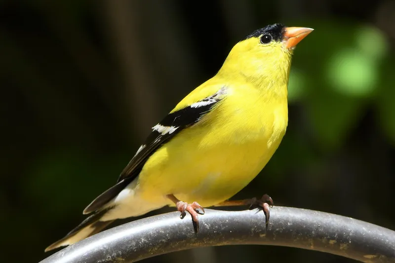 Male American Goldfinch in bright summer plumage perched on a feeder pole