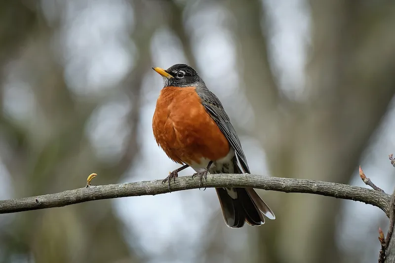 American Robin with orange breast perched upright on a bare branch