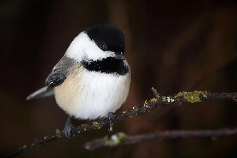 Black-capped Chickadee perched on a lichen-covered twig