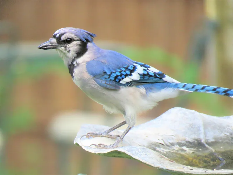 Blue Jay with black necklace and barred blue wings standing on a birdbath