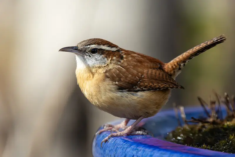 Carolina Wren with a bold white eyebrow perched on a birdbath rim