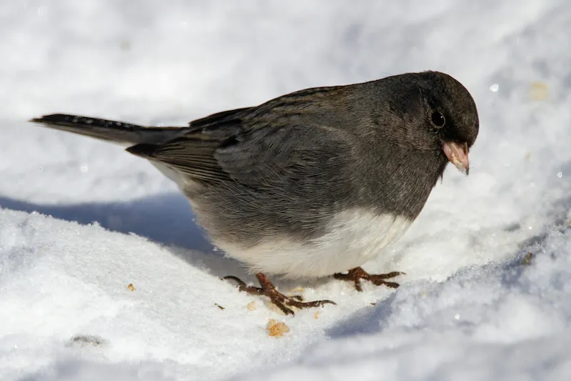 Slate-gray Dark-eyed Junco with a pale pink bill feeding on snow
