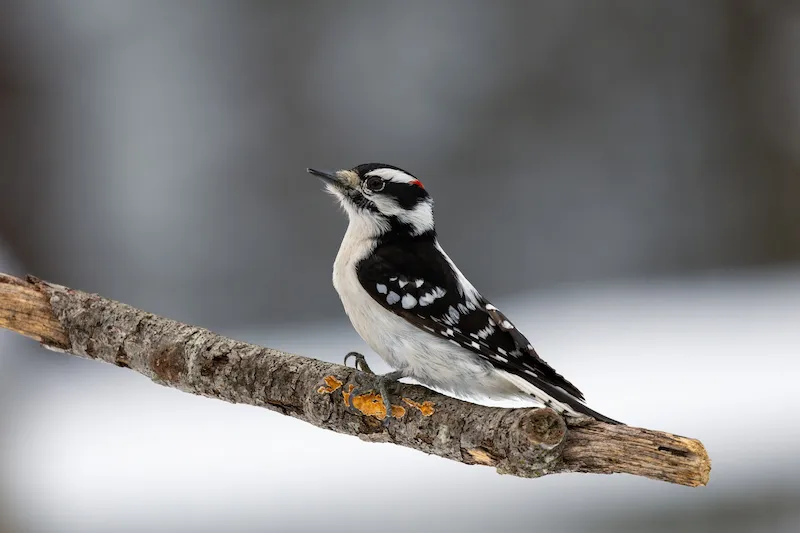 Male Downy Woodpecker with a red nape patch perched on a snowy branch