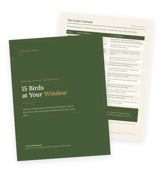 The guide's cover, 15 Birds at Your Window, resting on its month-by-month feeder calendar page