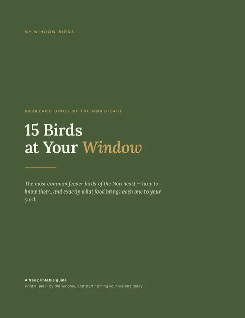 Guide cover: 15 Birds at Your Window, Backyard Birds of the Northeast