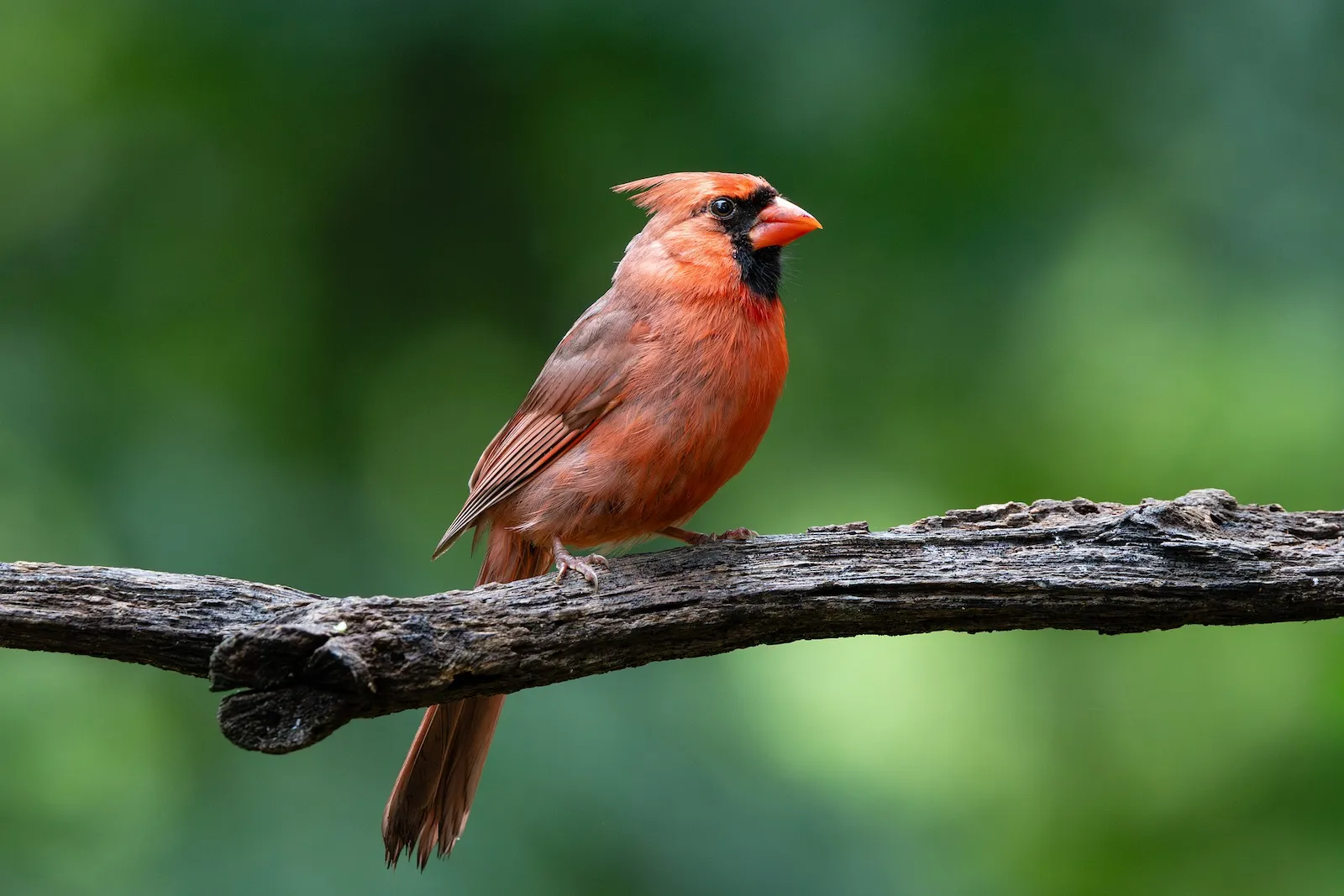 Male Northern Cardinal perched on a bare branch against soft green woodland