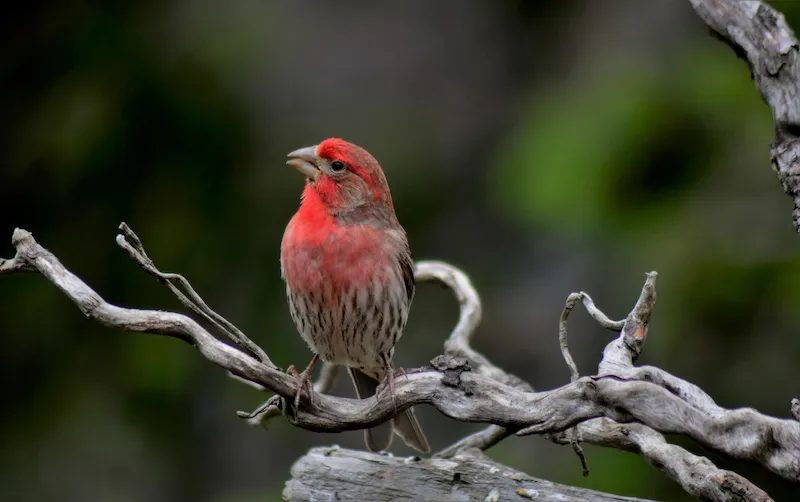 Male House Finch with rosy-red head and chest perched on a weathered branch