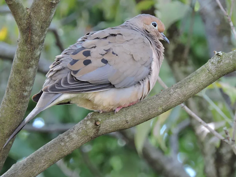Mourning Dove with black wing spots resting on a tree branch