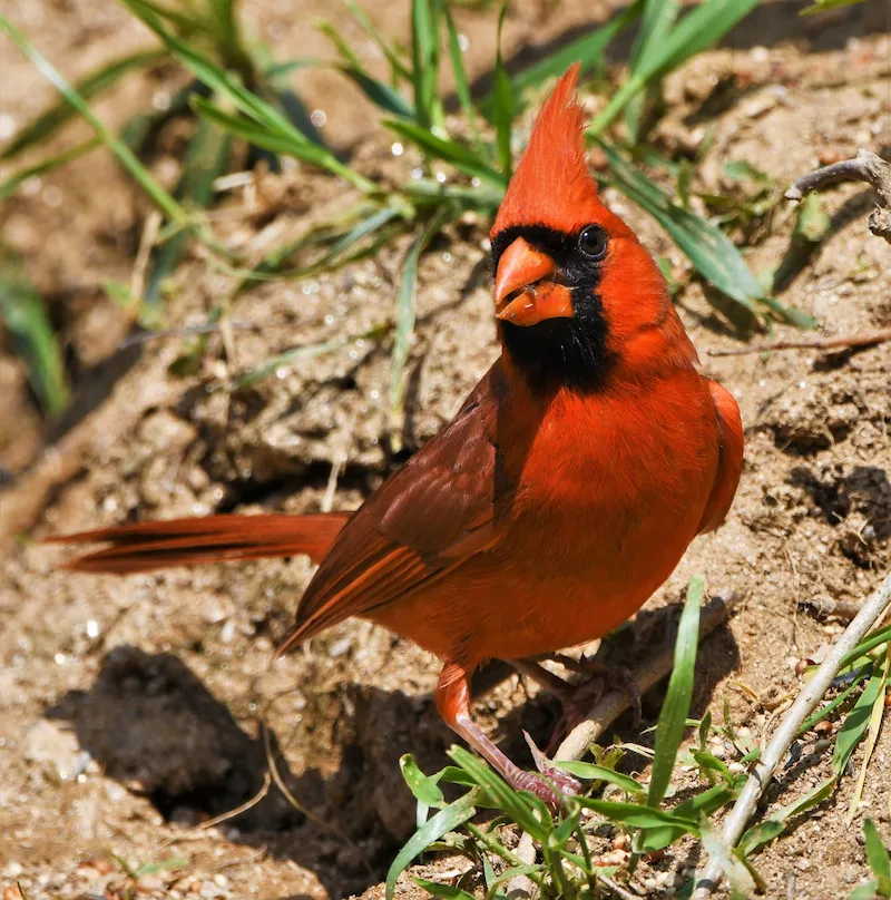 Male Northern Cardinal with raised crest standing on sunlit ground