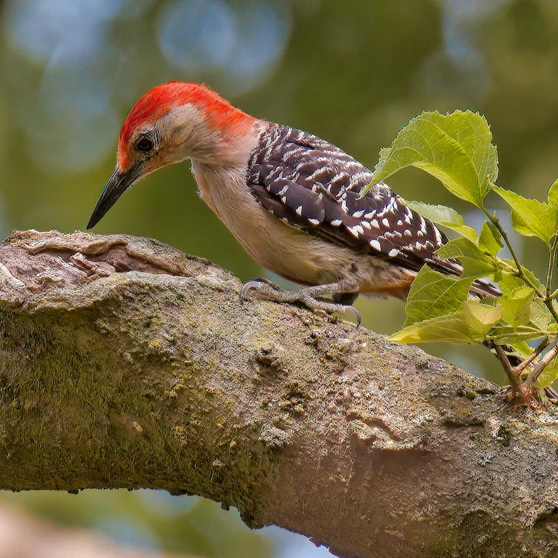 Red-bellied Woodpecker foraging along a mossy branch