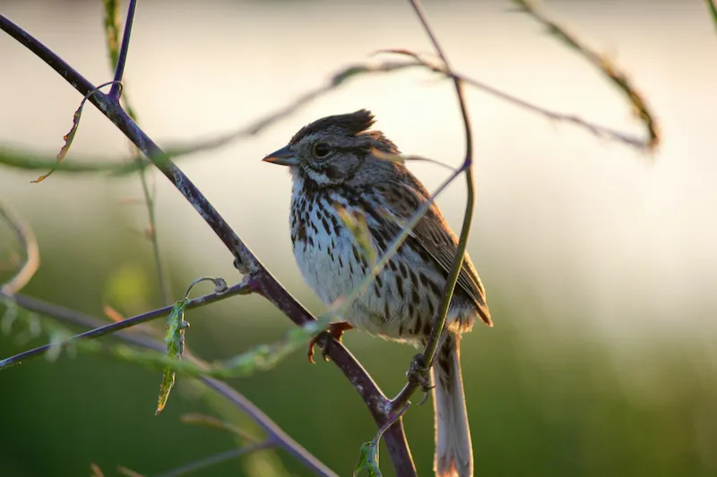 Song Sparrow with a streaked chest perched on a twig in evening light