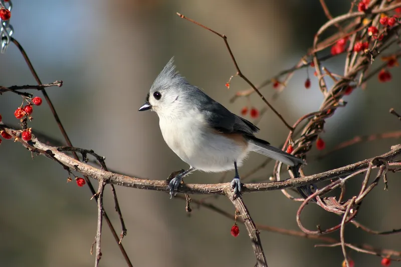 Tufted Titmouse perched among winter branches with red berries