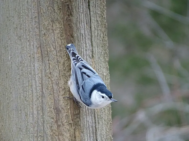 White-breasted Nuthatch climbing head-first down a weathered wooden post