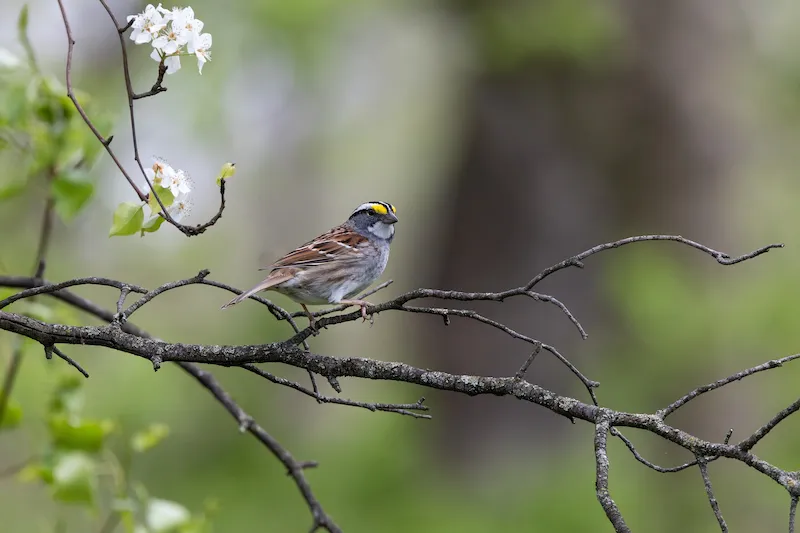 White-throated Sparrow perched on a branch near spring blossoms